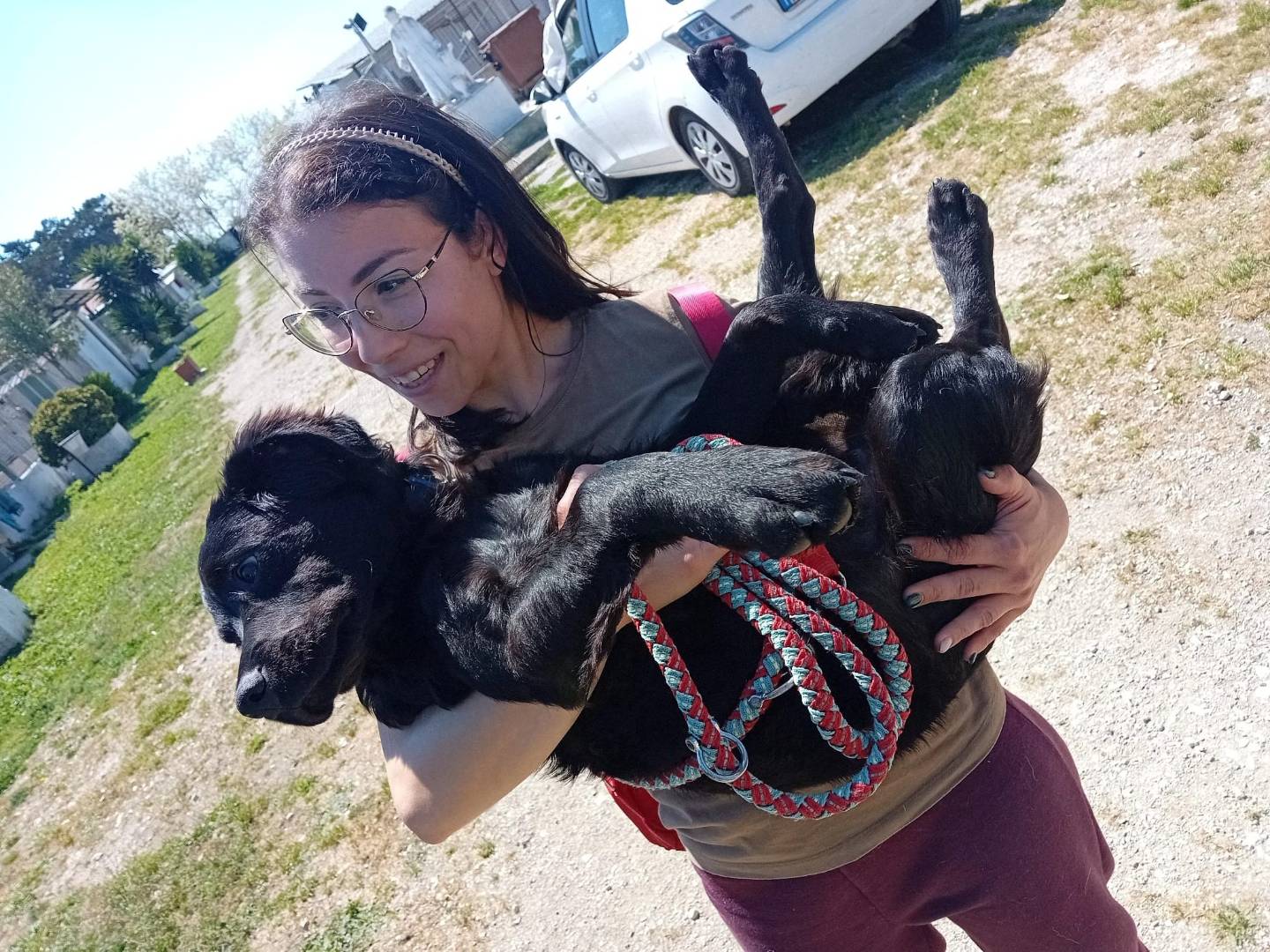 Adotta il cane ROBBIE a Caserta