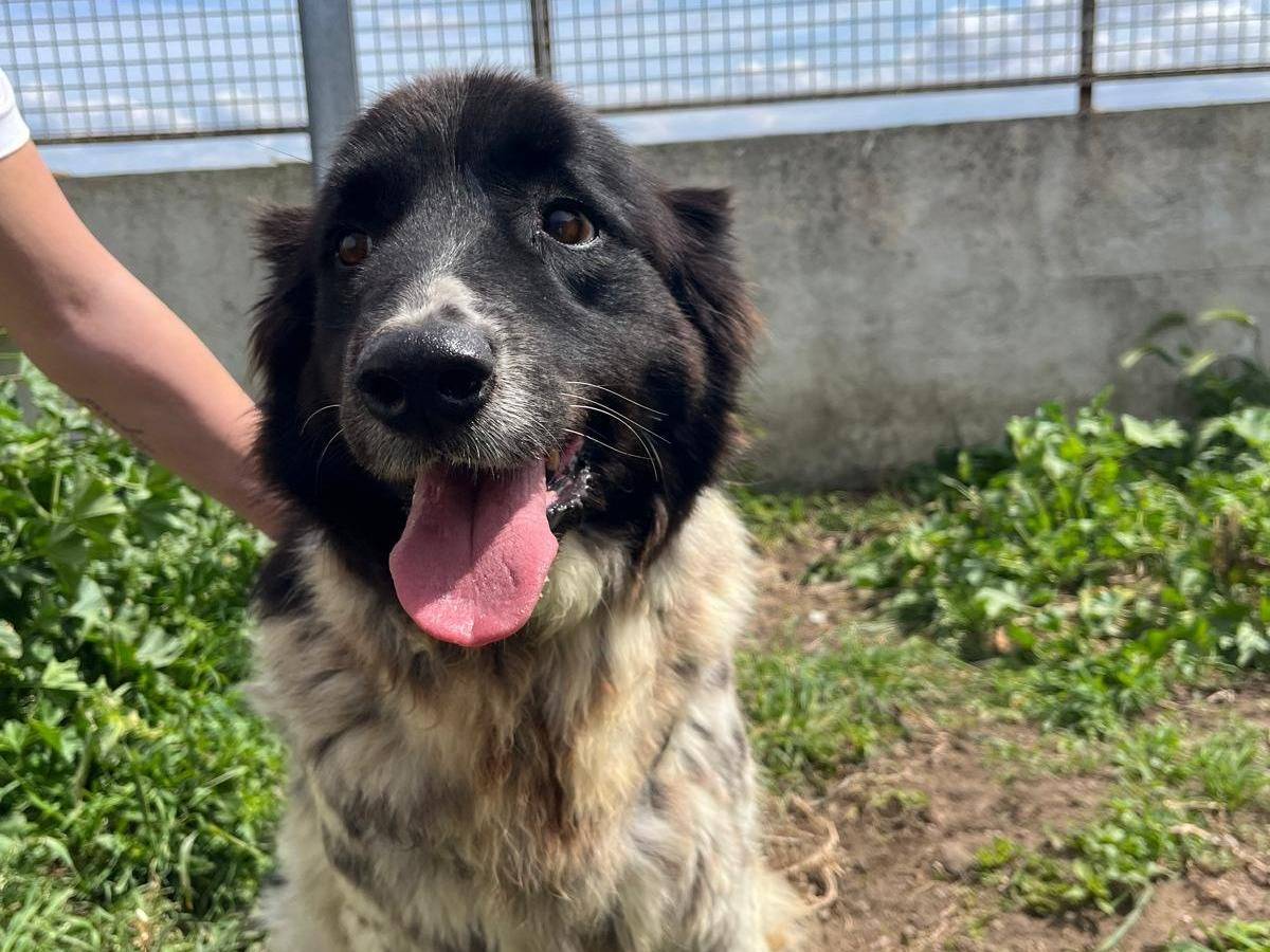 Vuoi adottare un cane a Caserta?