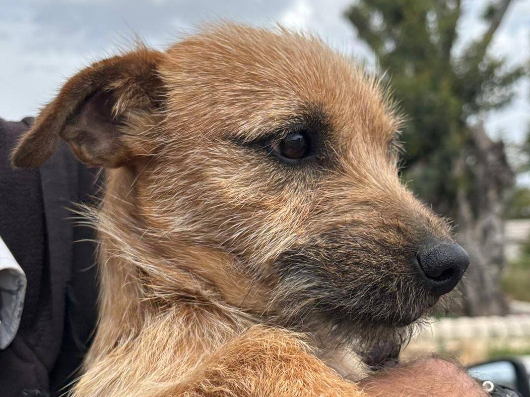Adotta un cane, maschio, 1 anno, Ragusa