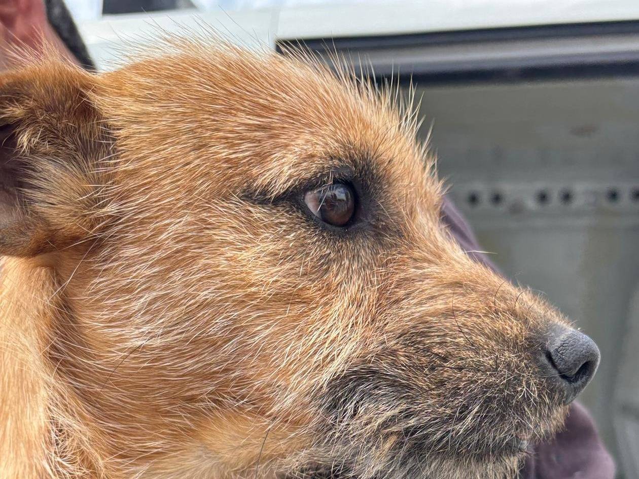 Adotta un cane, taglia piccola, maschio, Ragusa