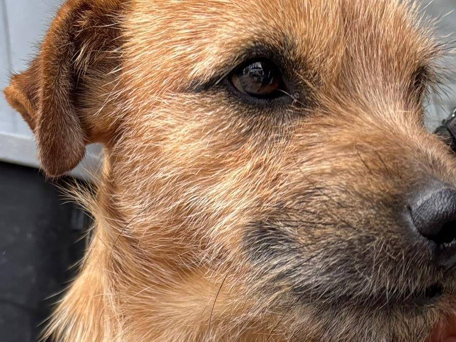 Vuoi adottare un cane a Ragusa?