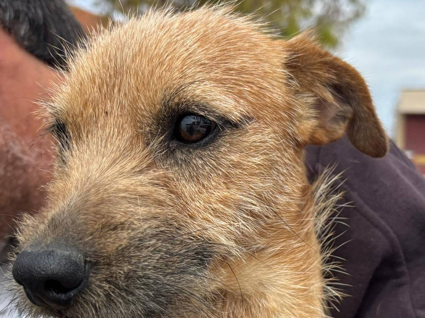 Adotta il cane Fiocco a Ragusa