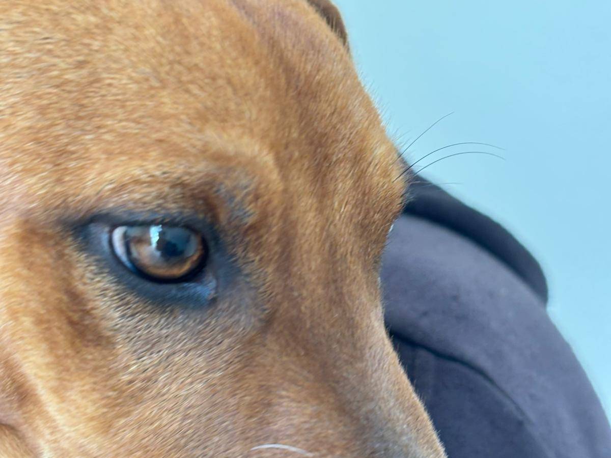 Foto dell'animale