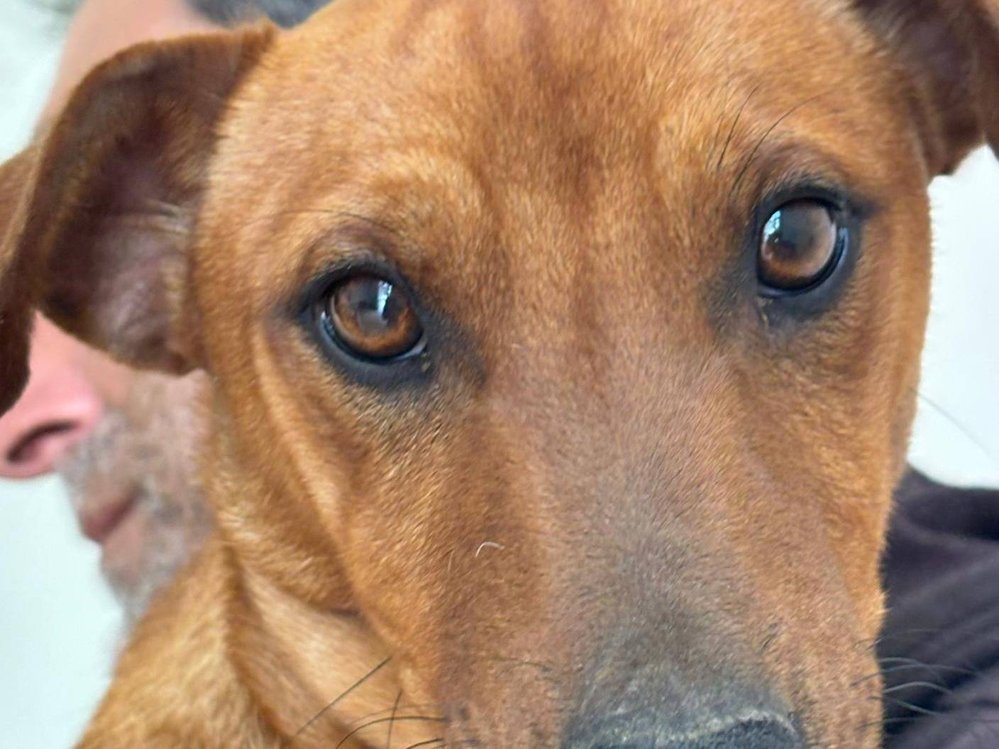 Adotta un cane, maschio, 1 anno, Ragusa