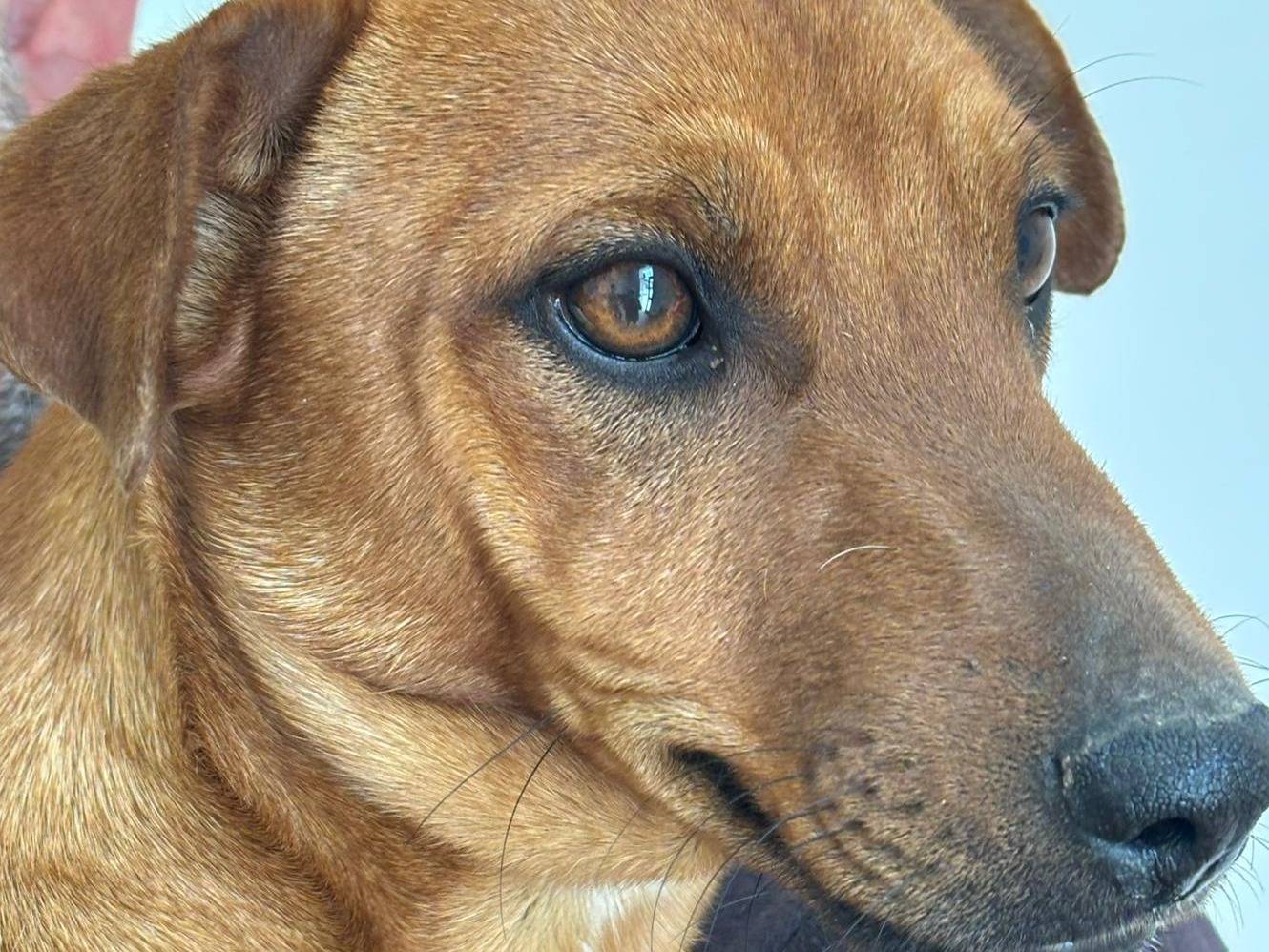 Adotta un cane, taglia piccola, maschio, Ragusa