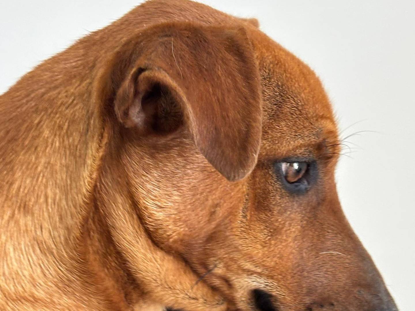 Vuoi adottare un cane a Ragusa?