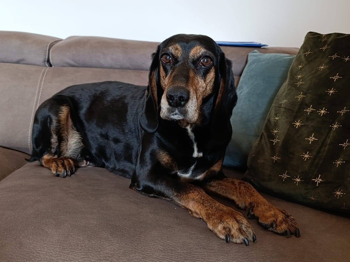 Adotta un cane, femmina, 4 anni  e 5 mesi , Catanzaro