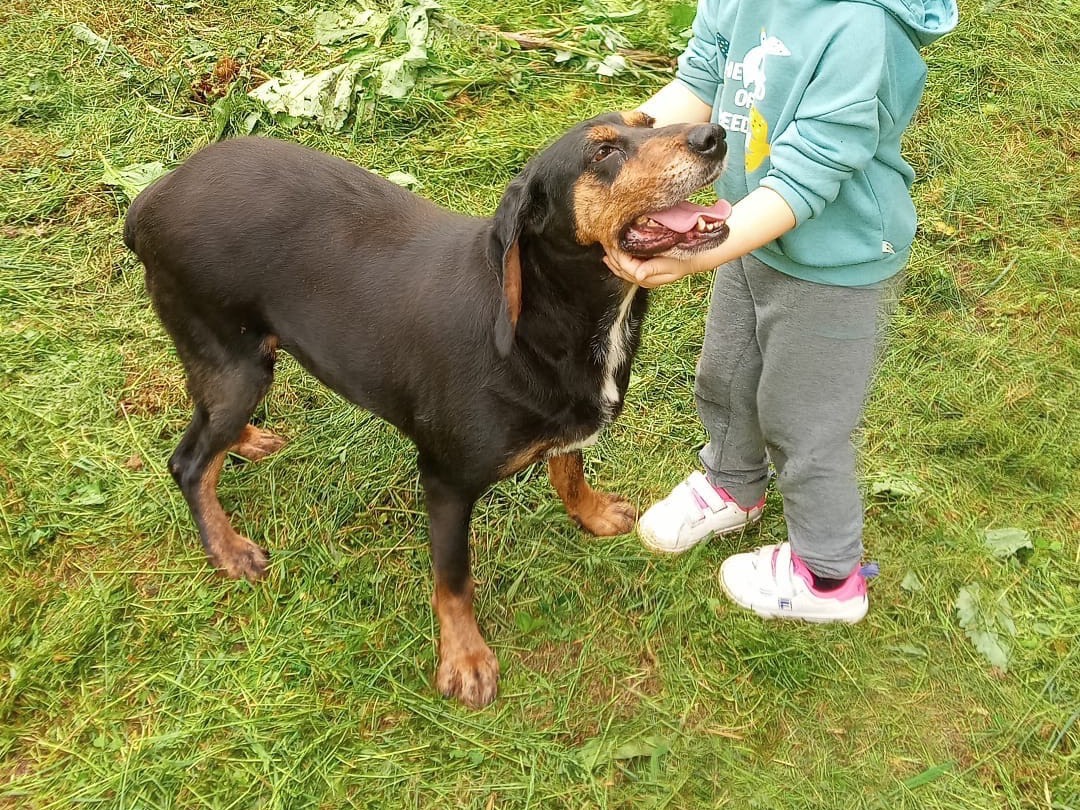 Adotta un cane, taglia media, femmina, Catanzaro