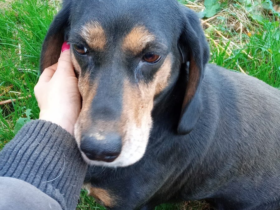Vuoi adottare un cane a Catanzaro?