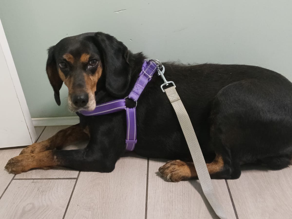 Adotta il cane Tyra a Catanzaro
