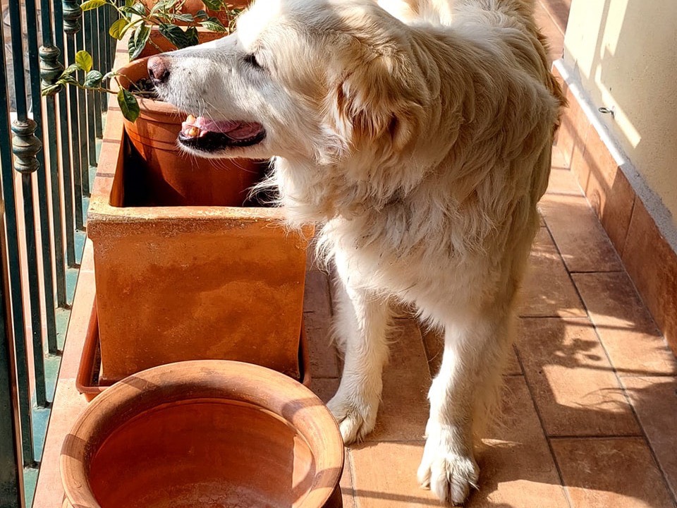 Adotta un cane, maschio, 13 anni  e 5 mesi , Roma