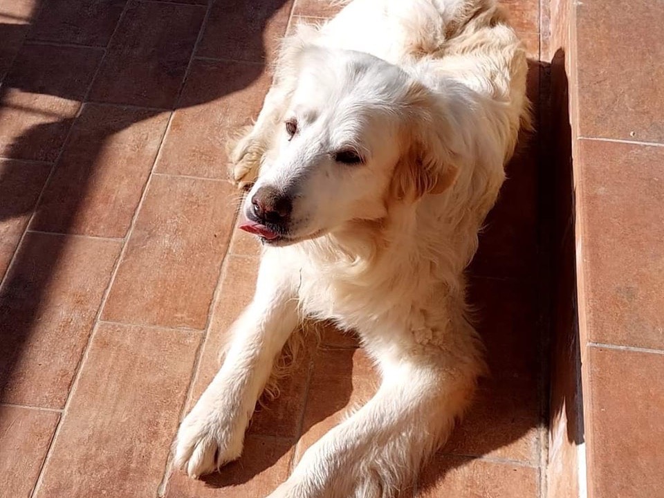 Adotta un cane, taglia media contenuta, maschio, Roma