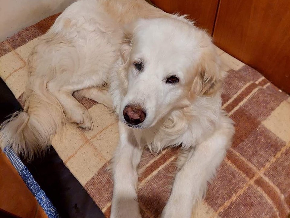 Vuoi adottare un cane a Roma?