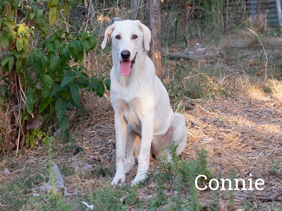 Adotta un cane, femmina, 2 anni  e 4 mesi , Catanzaro