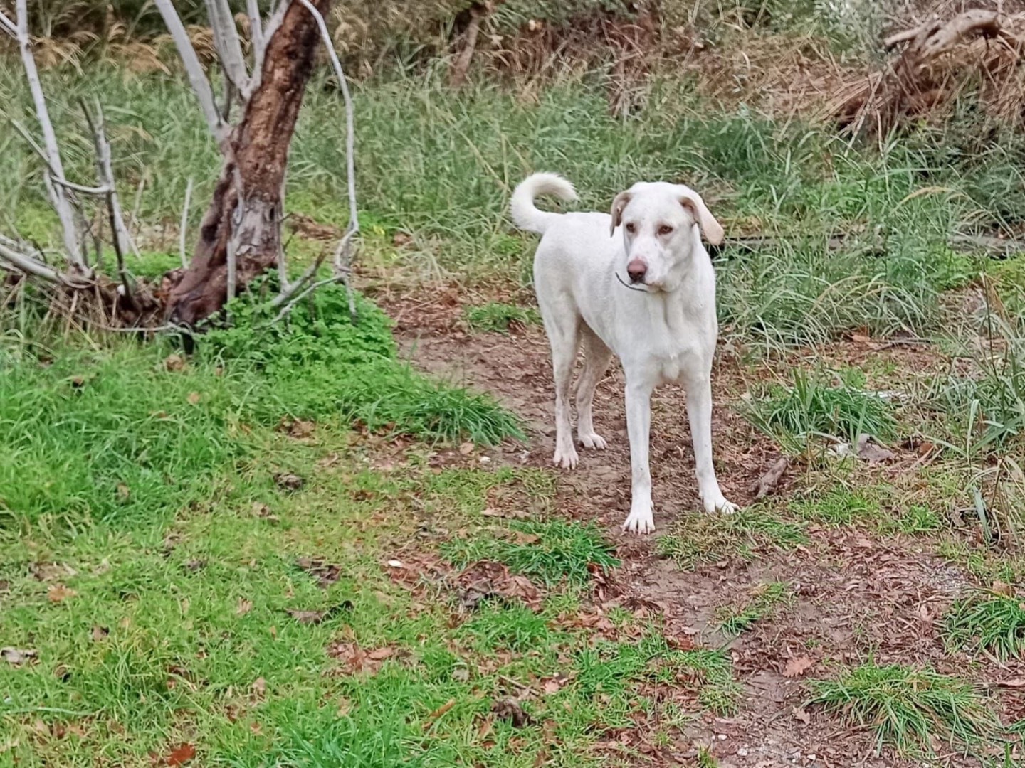 Adotta un cane, taglia media, femmina, Catanzaro