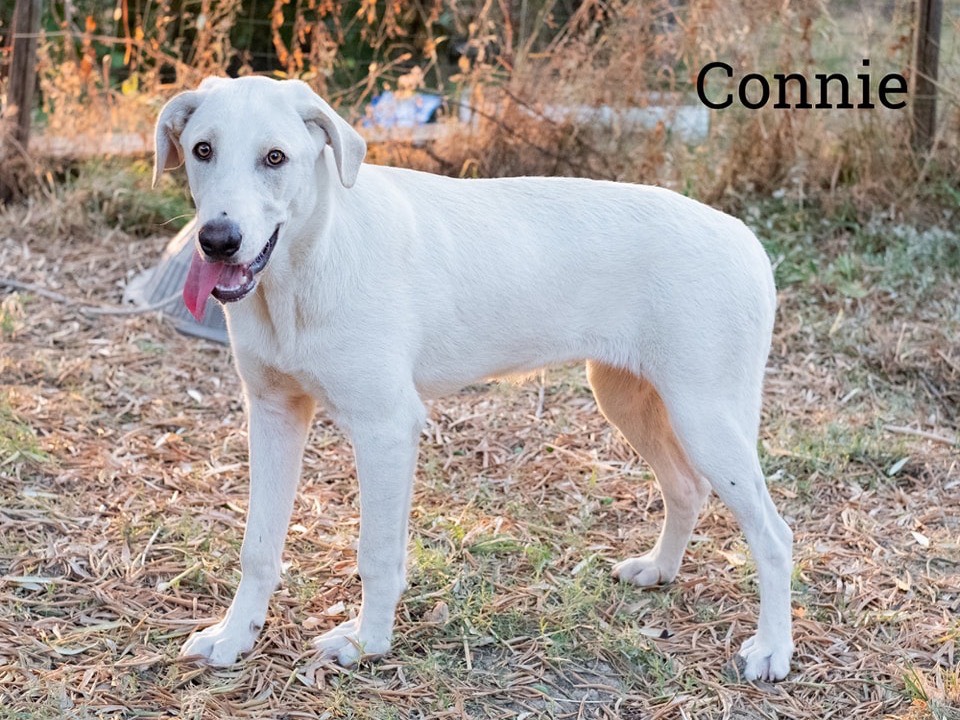Vuoi adottare un cane a Catanzaro?