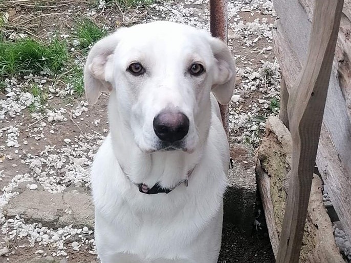 Adotta il cane Connie a Catanzaro