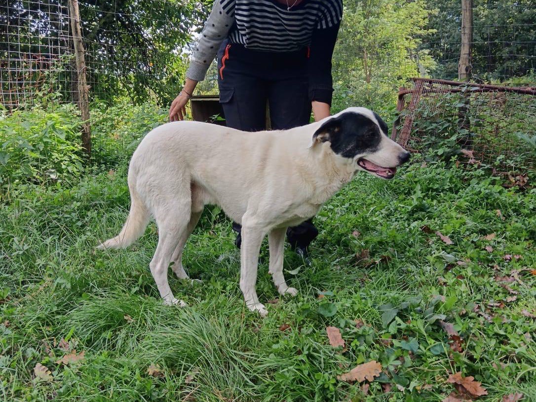 Adotta un cane, maschio, 4 anni  e 8 mesi , Catanzaro