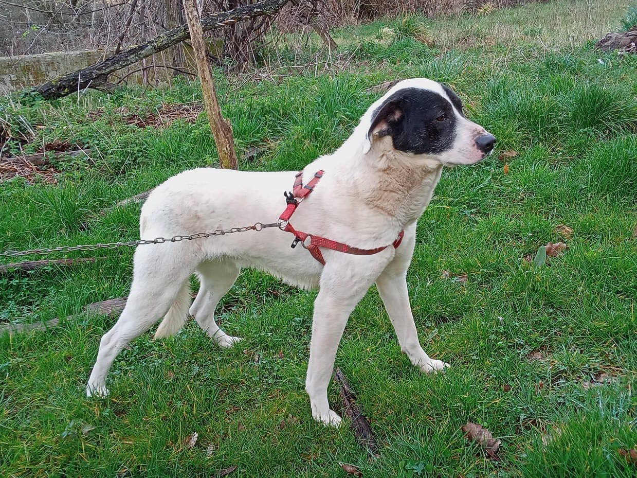 Adotta un cane, taglia piccola, maschio, Catanzaro
