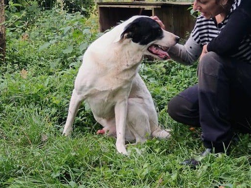 Vuoi adottare un cane a Catanzaro?