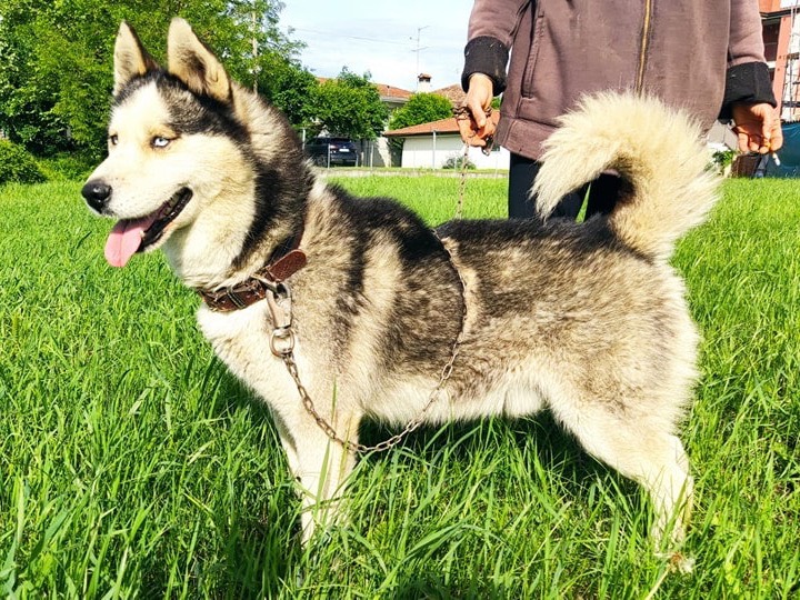 Adotta un cane, maschio, 6 anni  e 7 mesi , Venezia