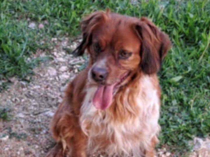 Adotta un cane, maschio, 3 anni  e 7 mesi , Verona