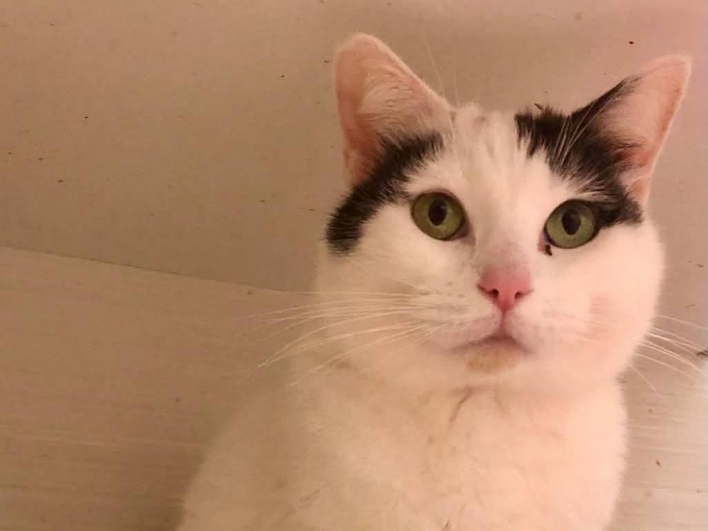 Adozione gatto, femmina, Razza sconosciuta Razza sconosciuta, 3 anni  e 11 mesi , taglia non valida, Firenze