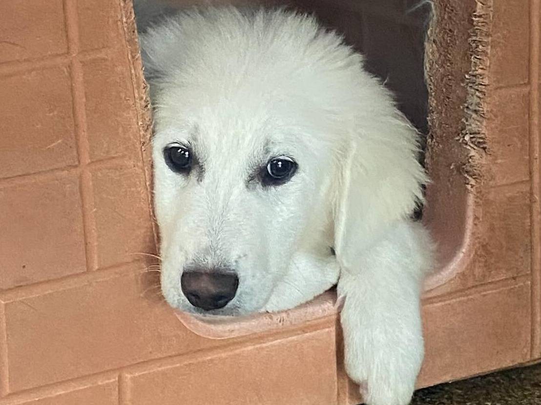 Foto dell'animale