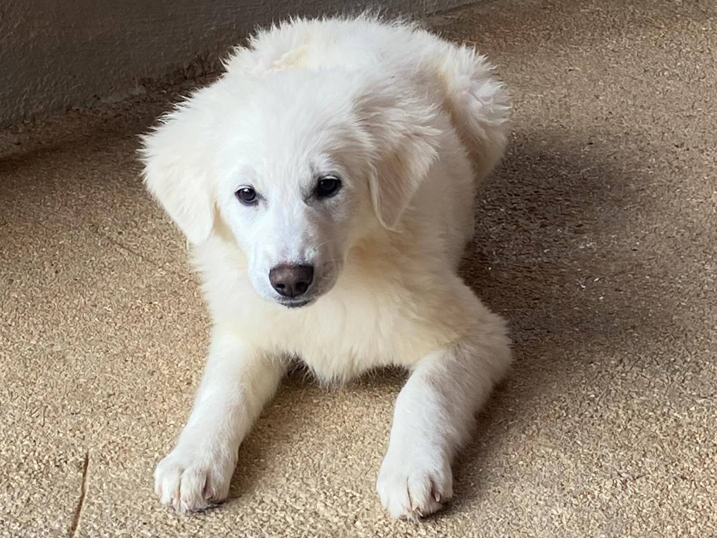 Adotta un cane, femmina, 3 mesi, Latina