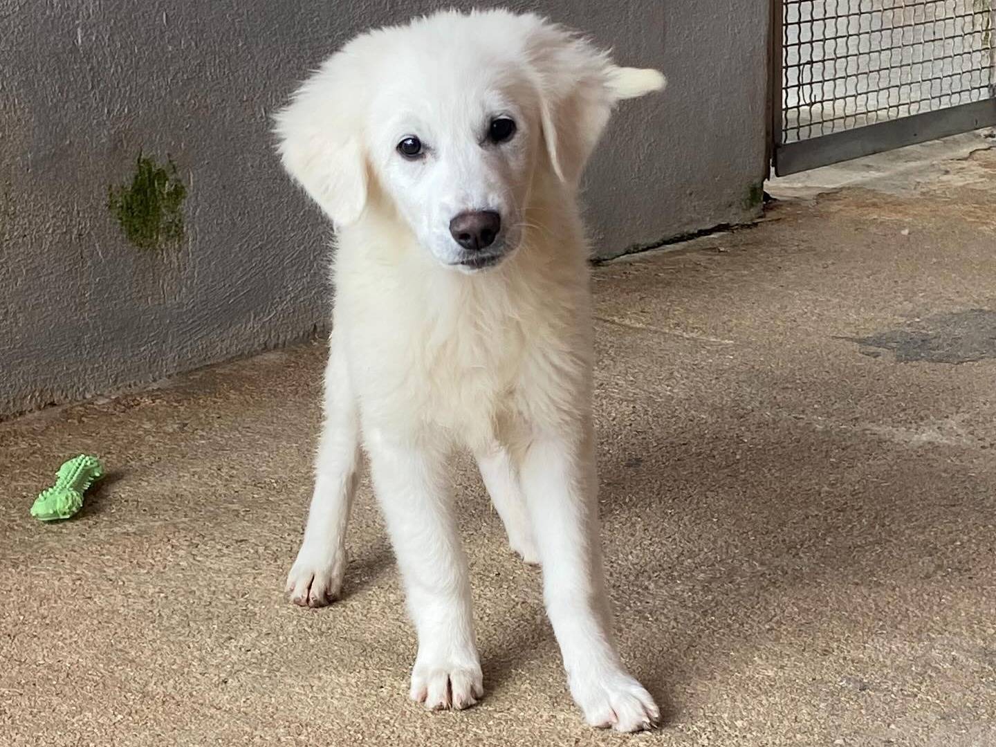 Adotta un cane, taglia grande, femmina, Latina