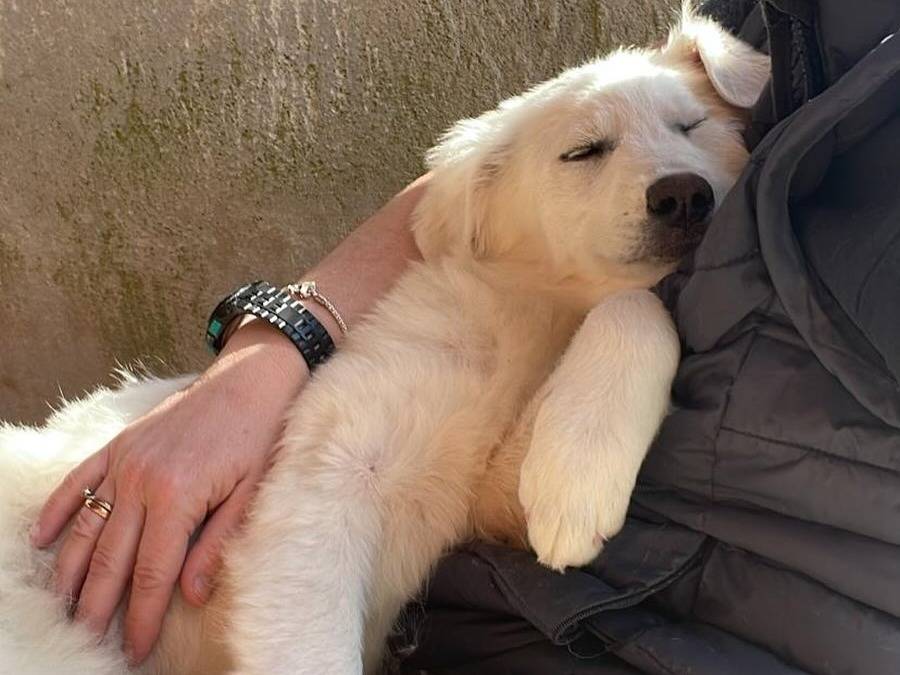 Vuoi adottare un cane a Latina?