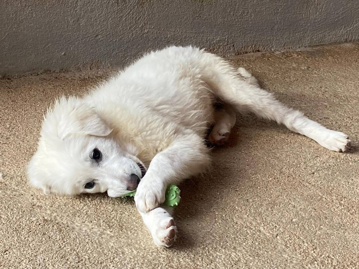 Adotta il cane SUAMY a Latina