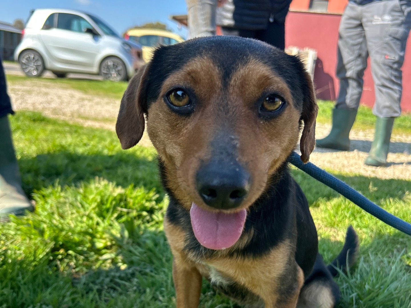 Adotta un cane, maschio, 1 anno e 3 mesi , Latina