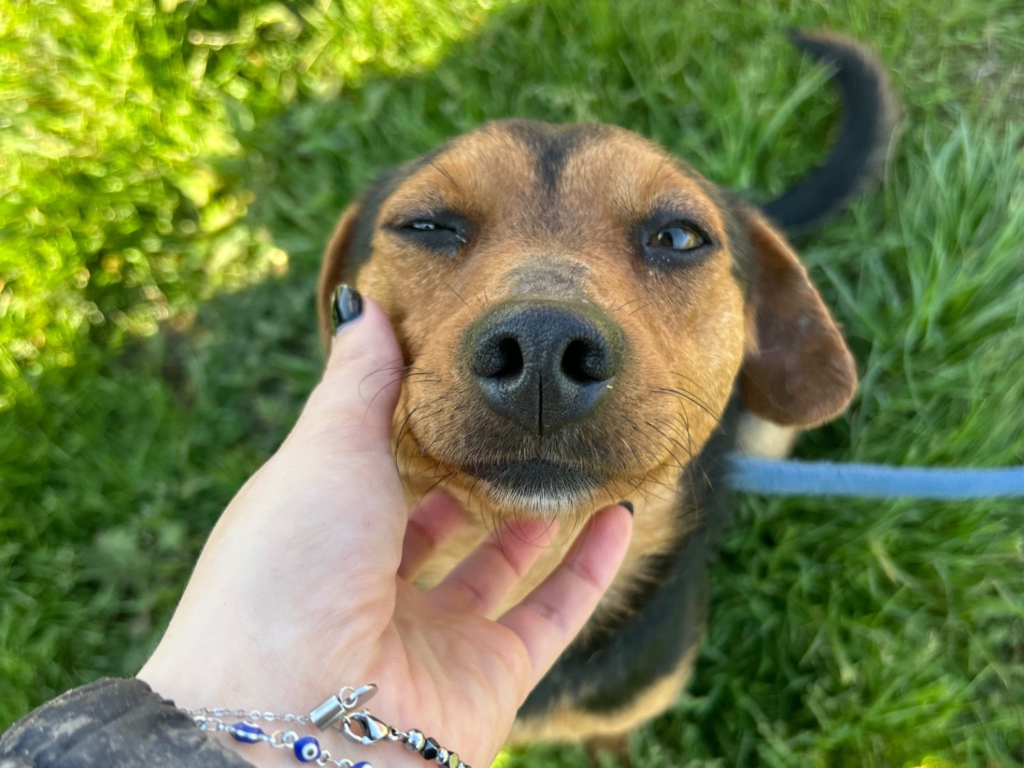 Adotta un cane, taglia piccola, maschio, Latina