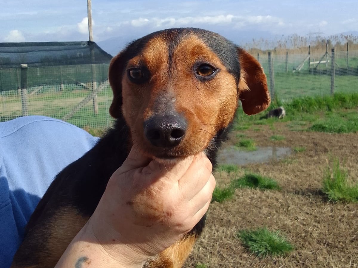 Vuoi adottare un cane a Latina?