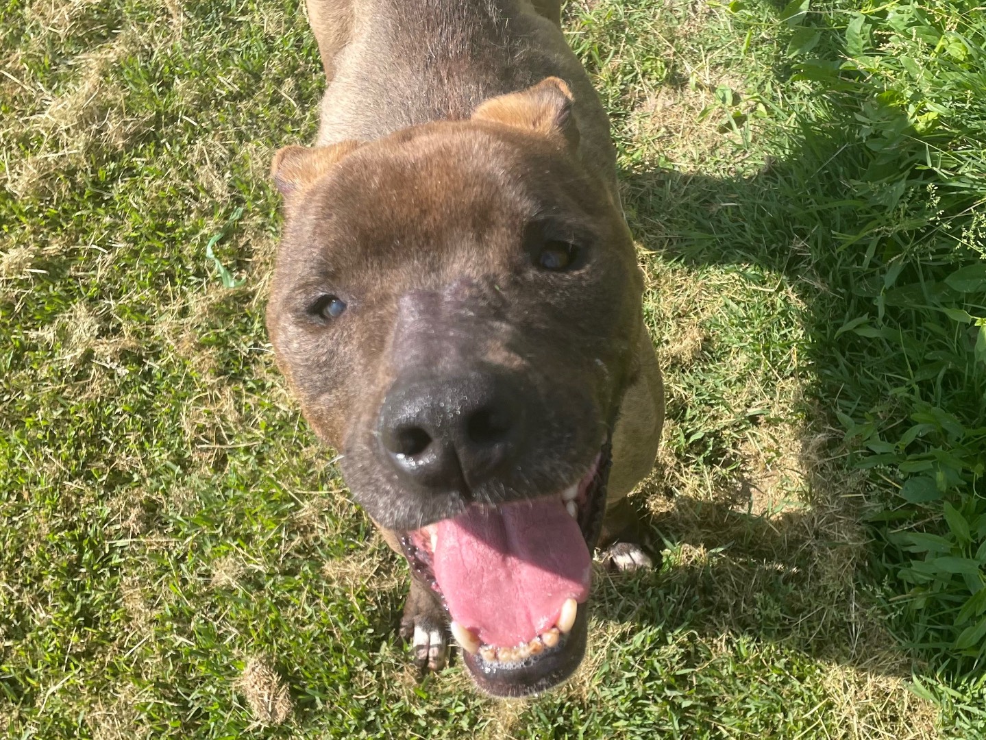Adotta un cane, femmina, 8 anni  e 4 mesi , Latina