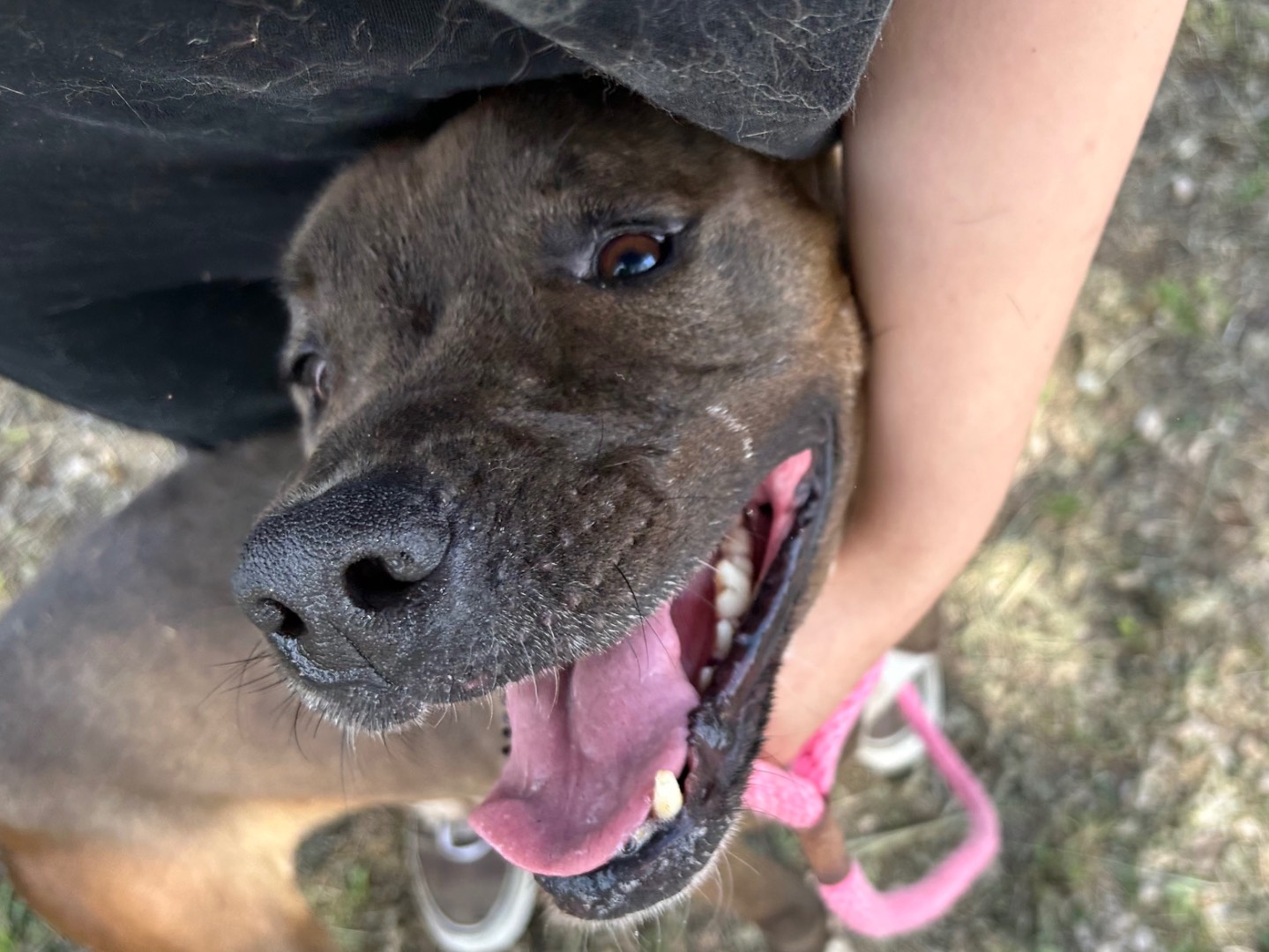 Adotta un cane, taglia media, femmina, Latina