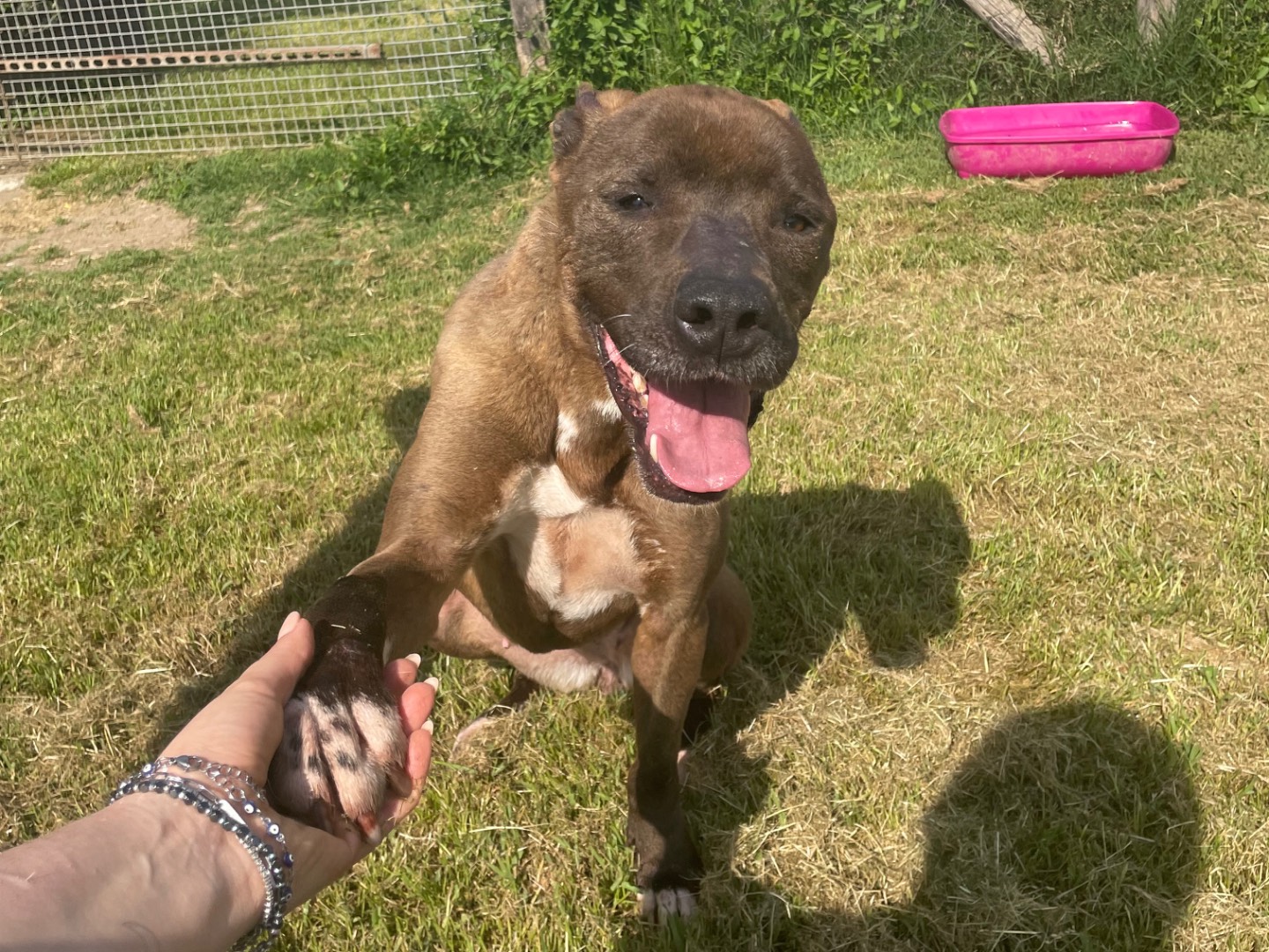 Adotta il cane Lady a Latina