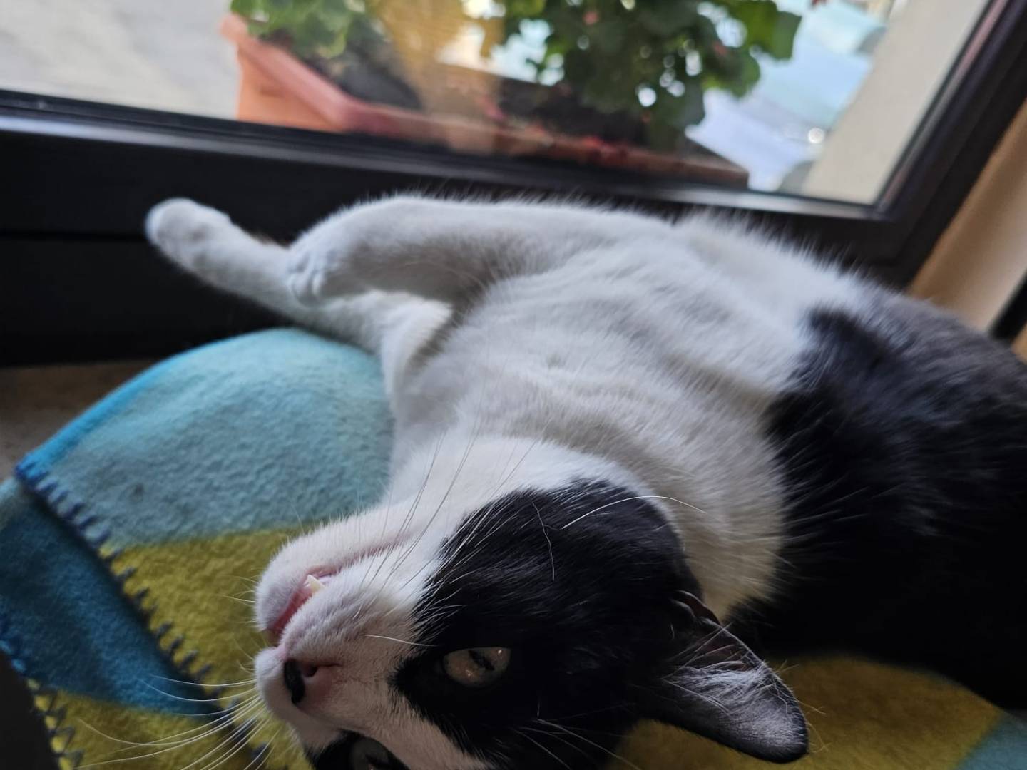 Adotta un gatto, femmina, 1 anno e 11 mesi , Napoli