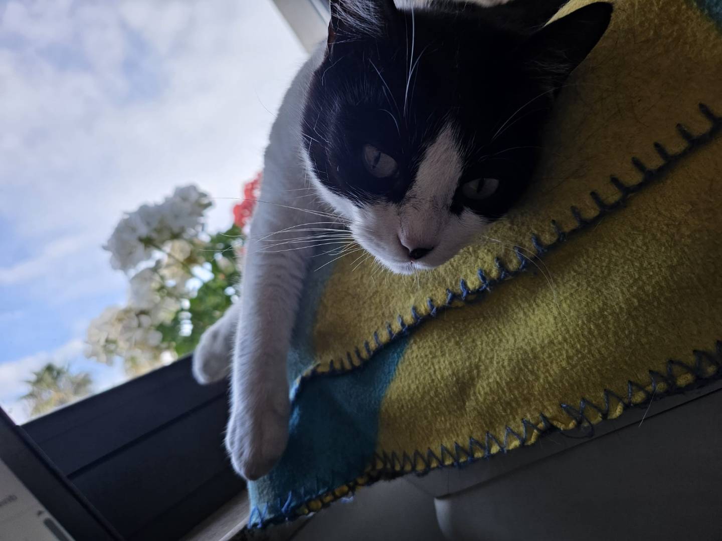 Vuoi adottare un gatto a Napoli?