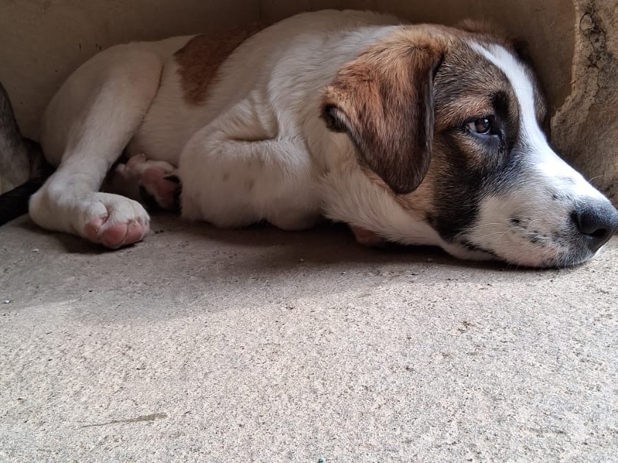 Vuoi adottare un cane a Siracusa?