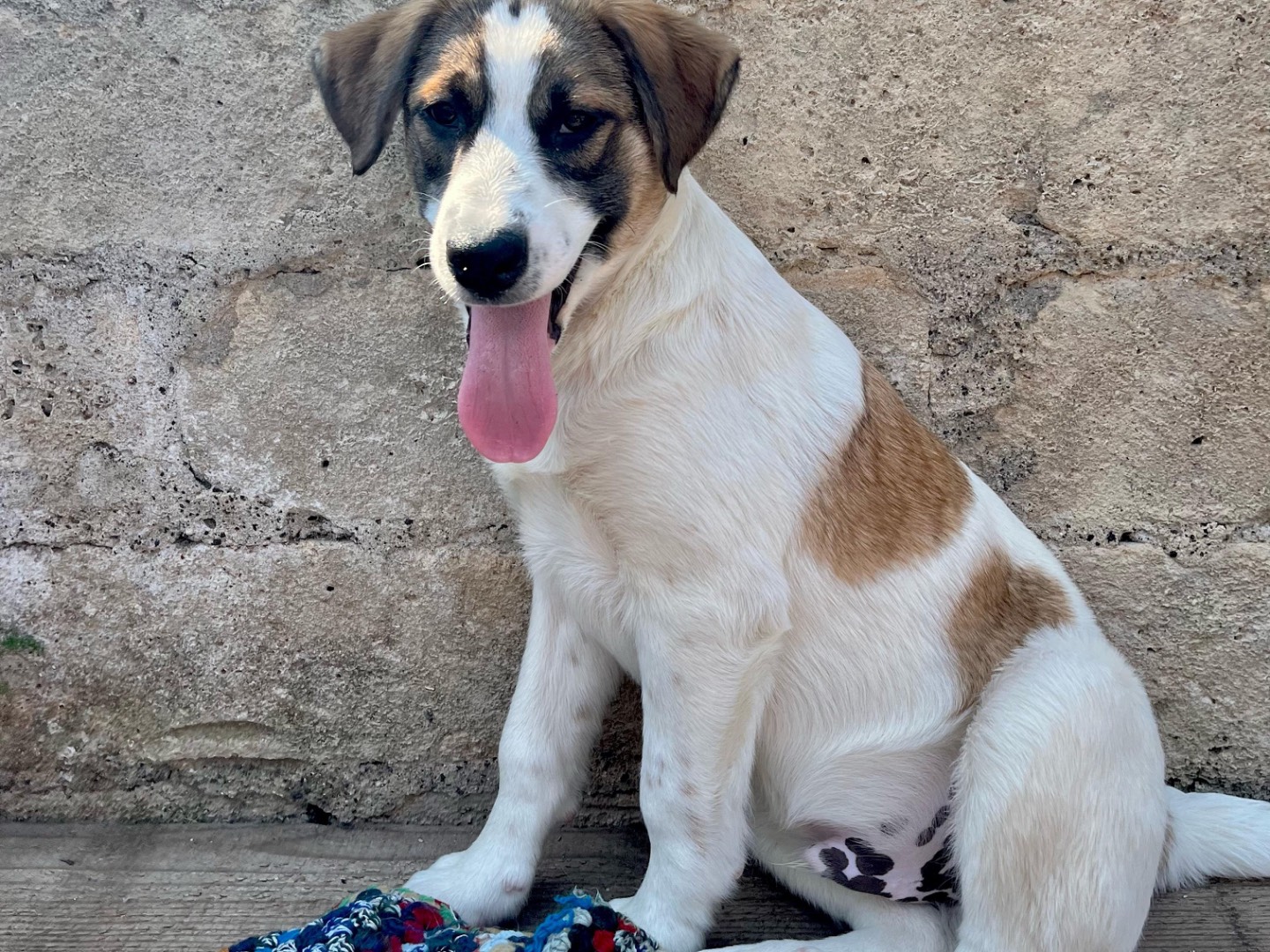 Adotta il cane Locky a Siracusa