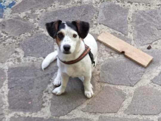 Adozione cane, femmina, Jack Russell Terrier Razza sconosciuta, 1 anno e 11 mesi , taglia piccola, Latina