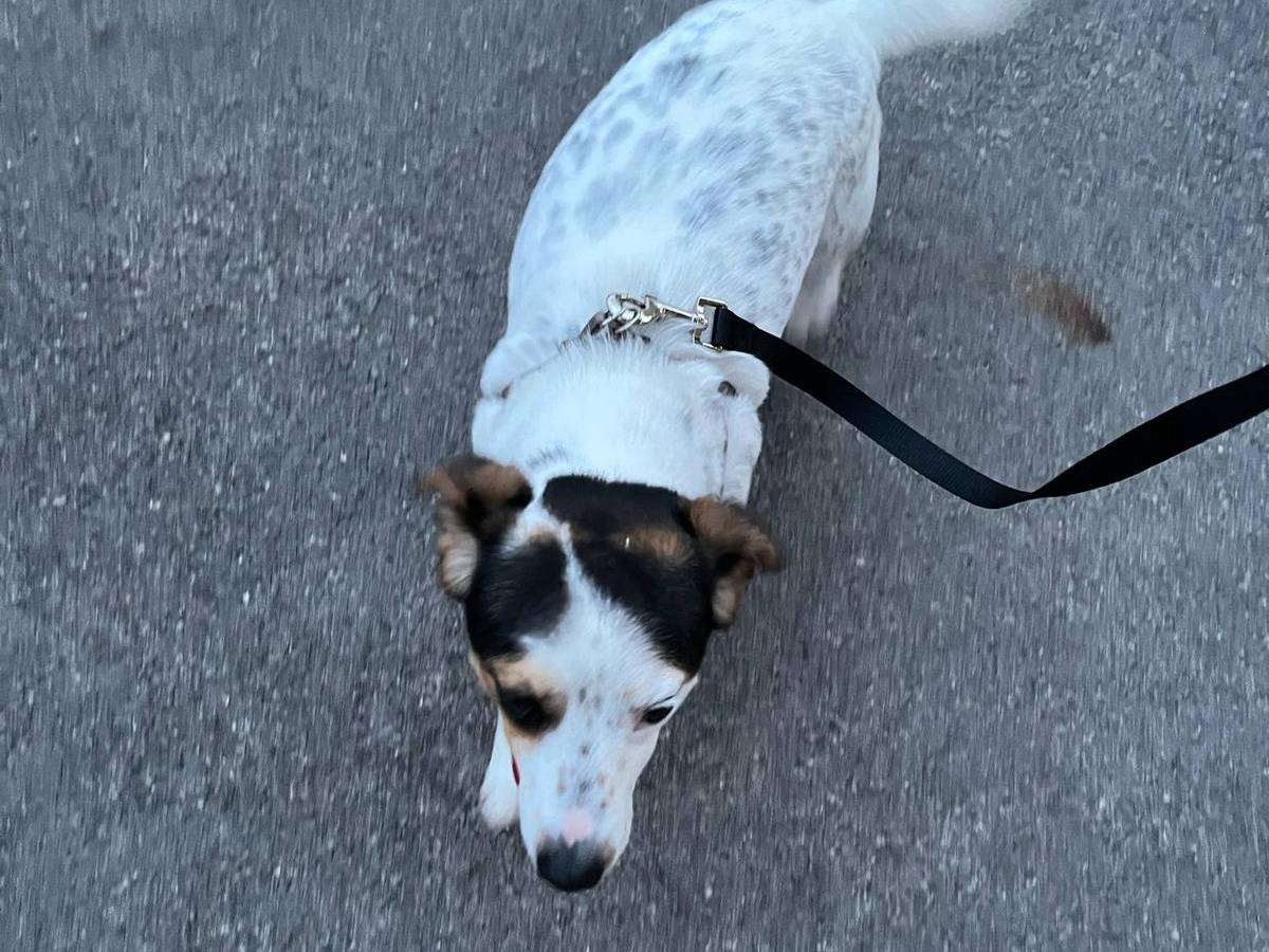 Adotta un cane, femmina, 1 anno e 11 mesi , Latina