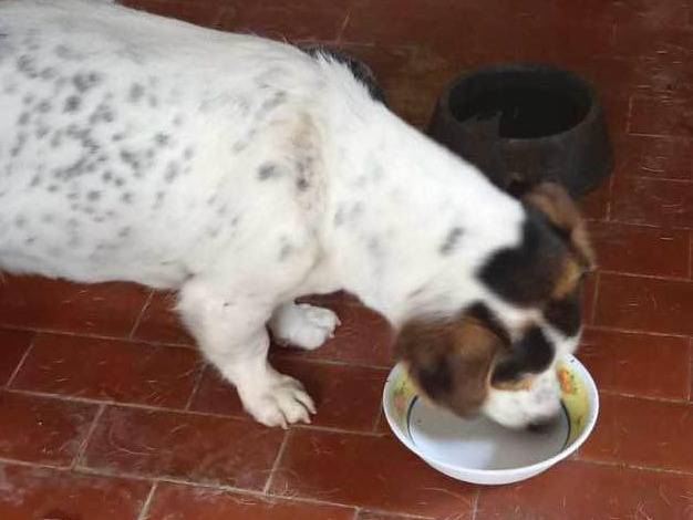 Adotta un cane, taglia piccola, femmina, Latina