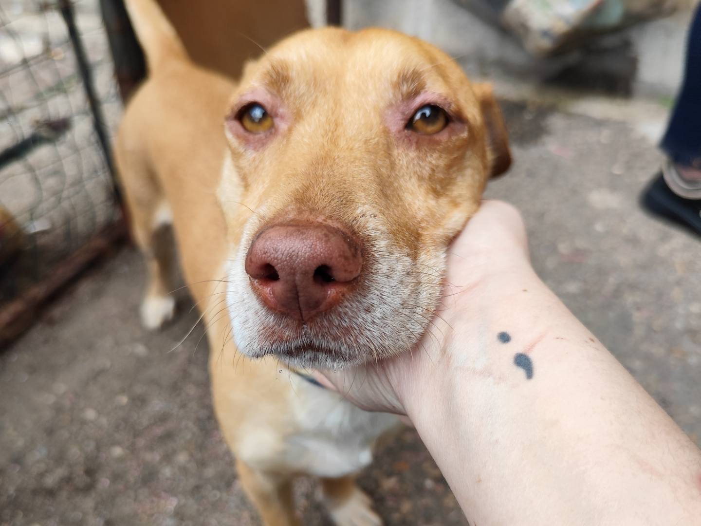 Foto dell'animale