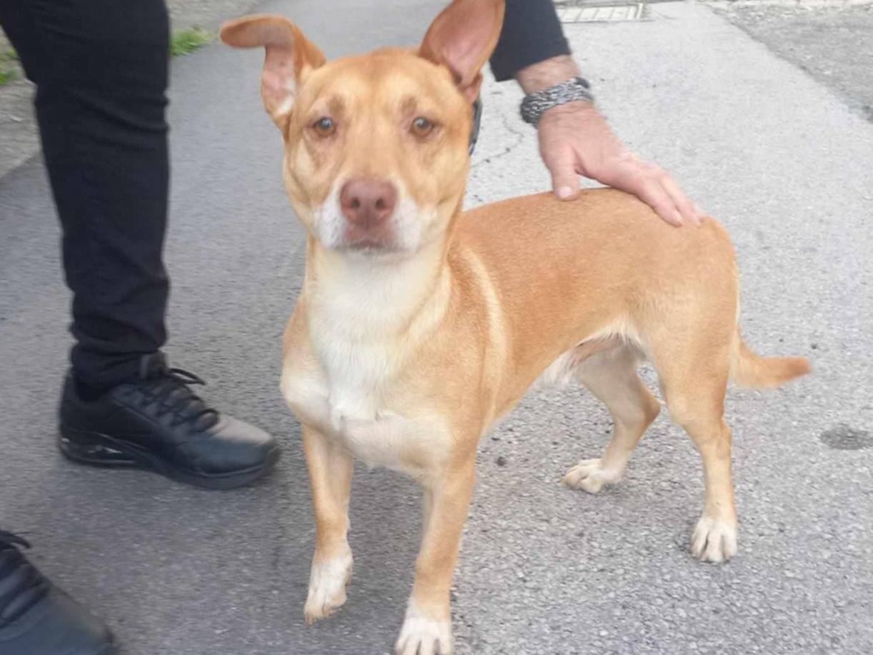 Adotta un cane, maschio, 3 anni  e 9 mesi , Messina