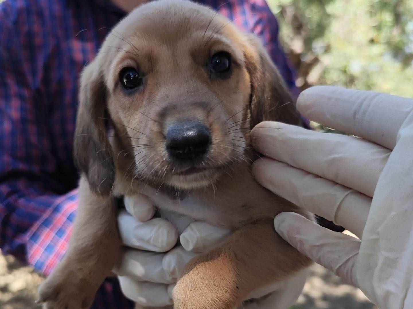 Foto dell'animale