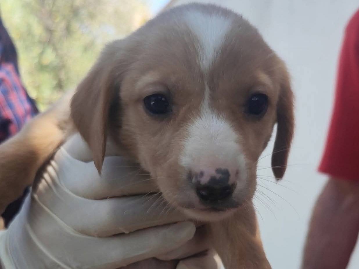 Foto dell'animale