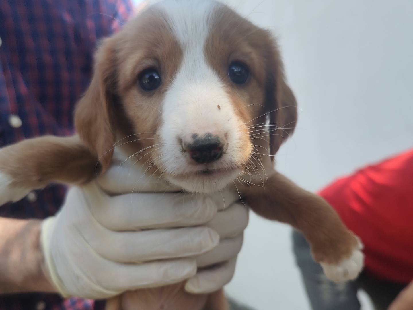 Foto dell'animale